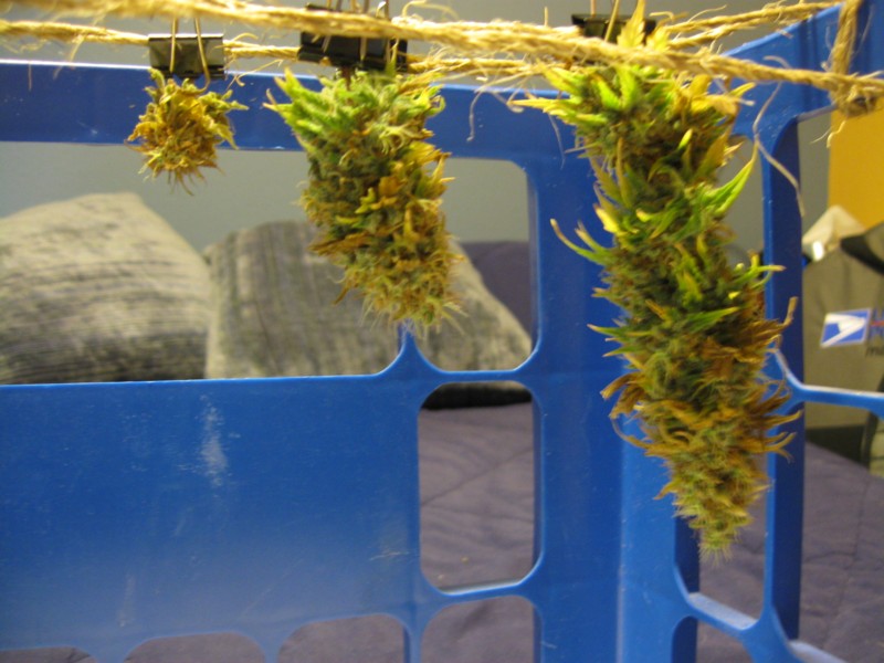 9-10-12 buds 1.JPG