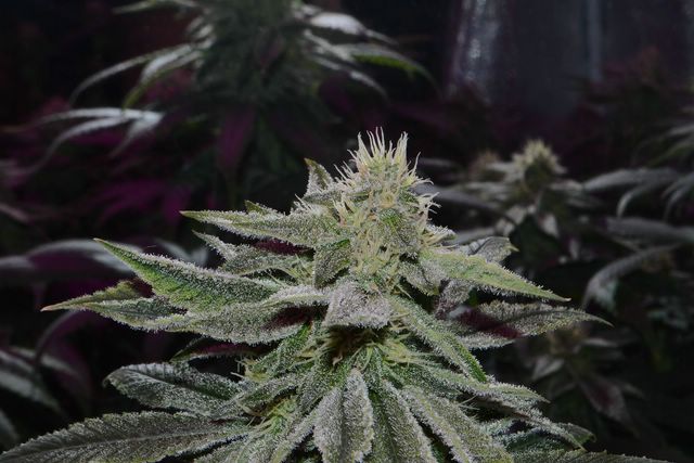 DSC_0342.JPG