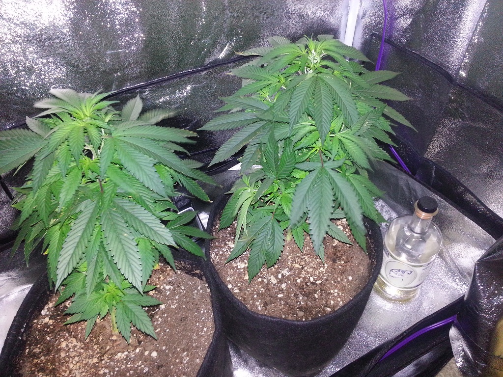 2012-10-06 17.30.17.jpg