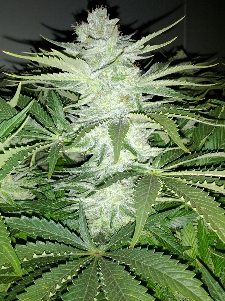 Vancouver Island Seed Co - FI (3).jpg