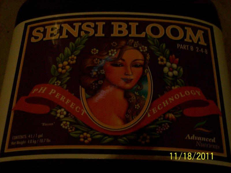 bloomB.jpg