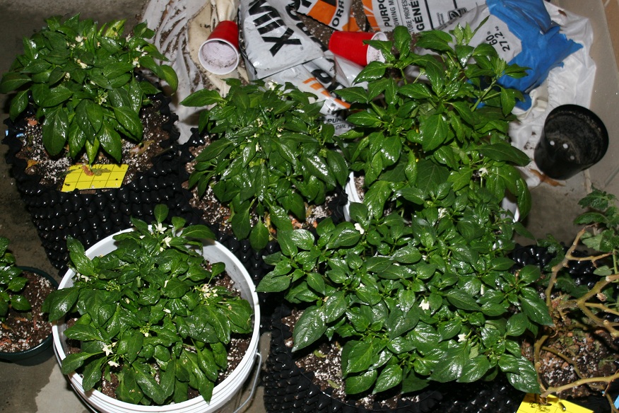 IMG_8699_.jpg
