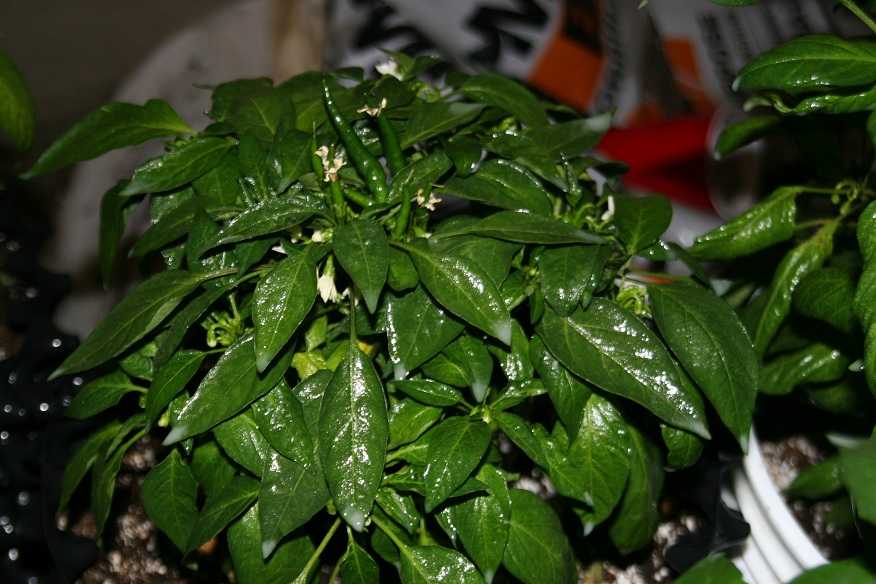 IMG_8702_.jpg