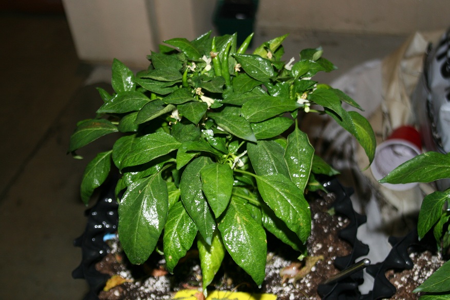 IMG_8705_.jpg