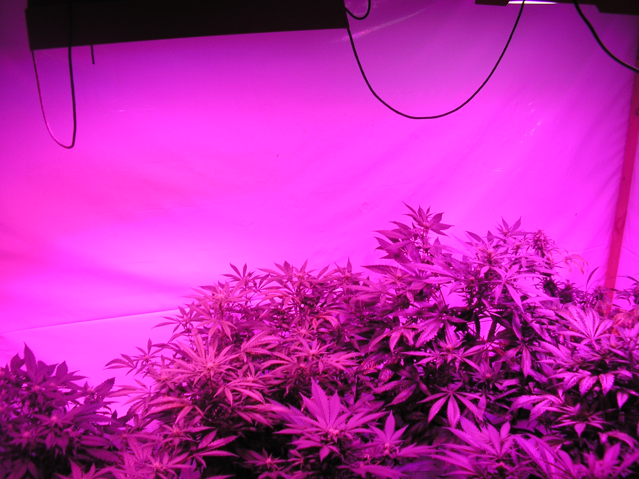 led 12-5-12 002.JPG