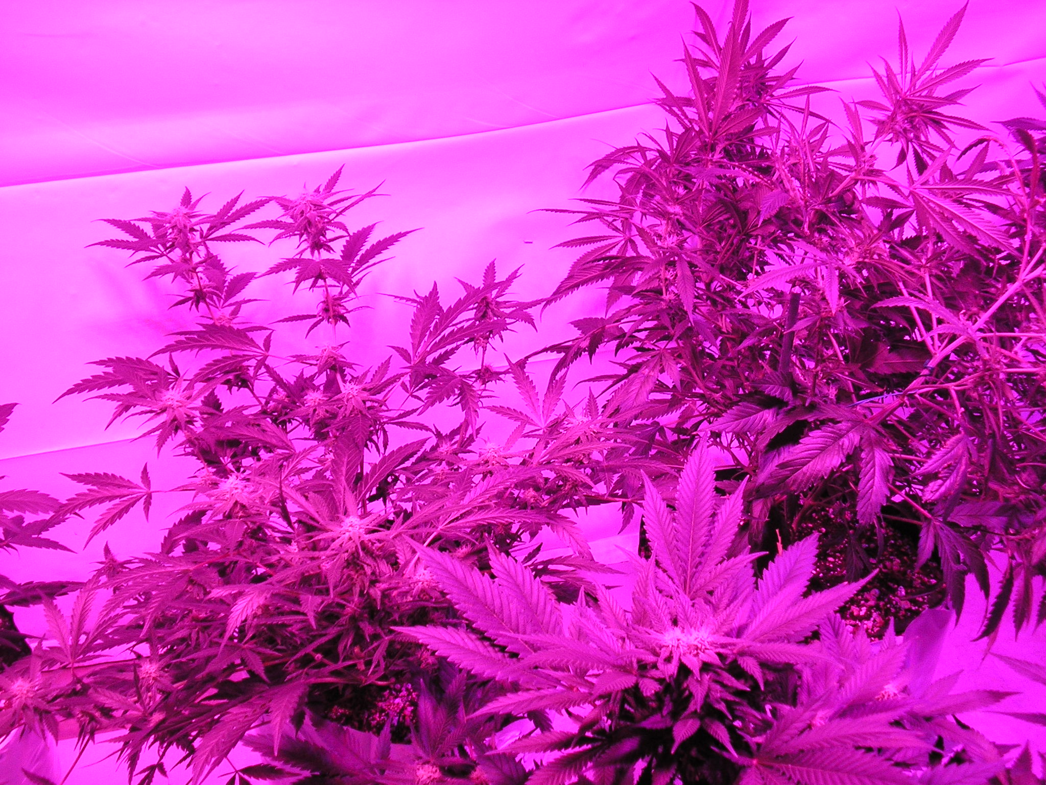 led 12-13-12 005.JPG
