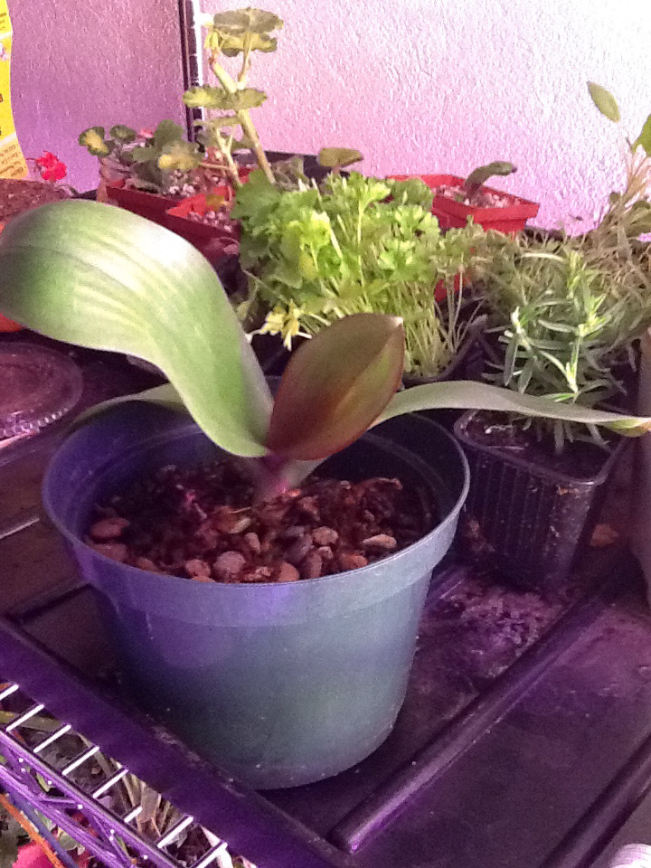 SolarStorm orchids-3.jpg