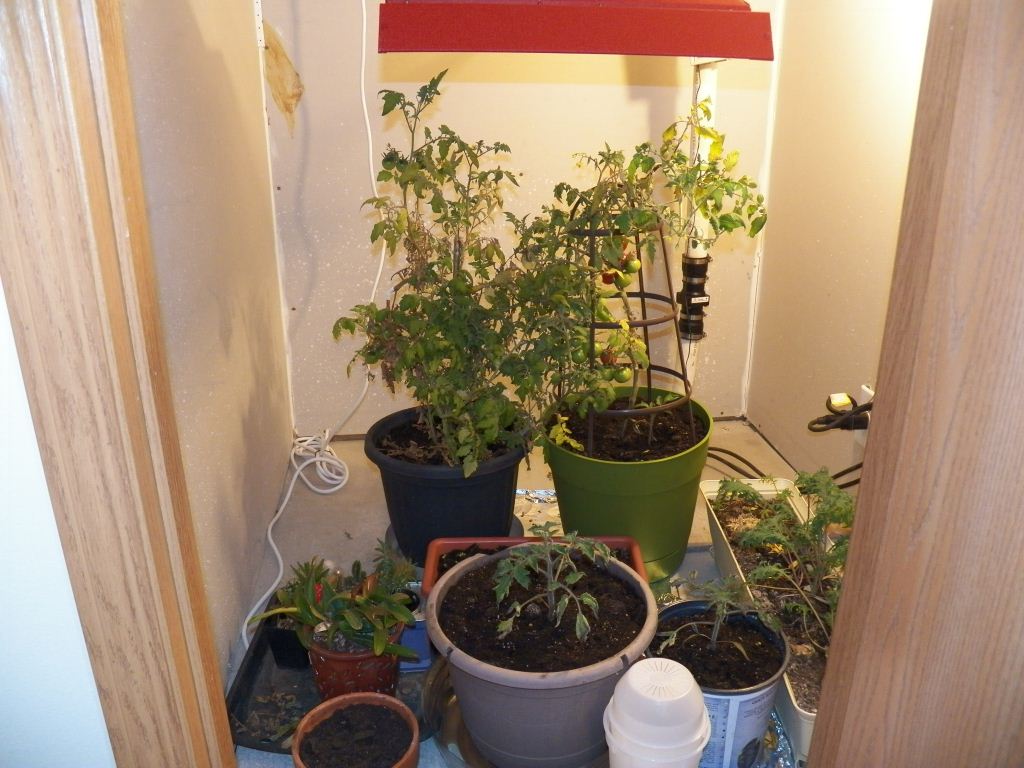 AllPlants.JPG