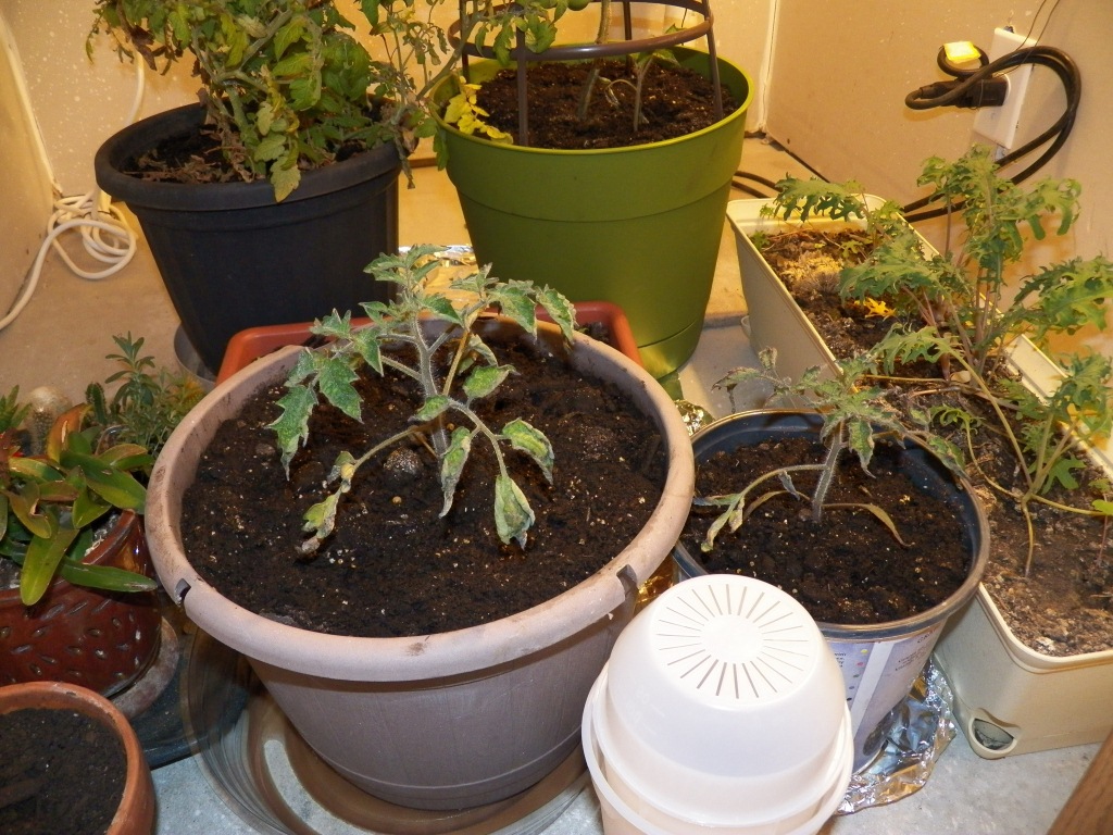 IndoorToms.JPG