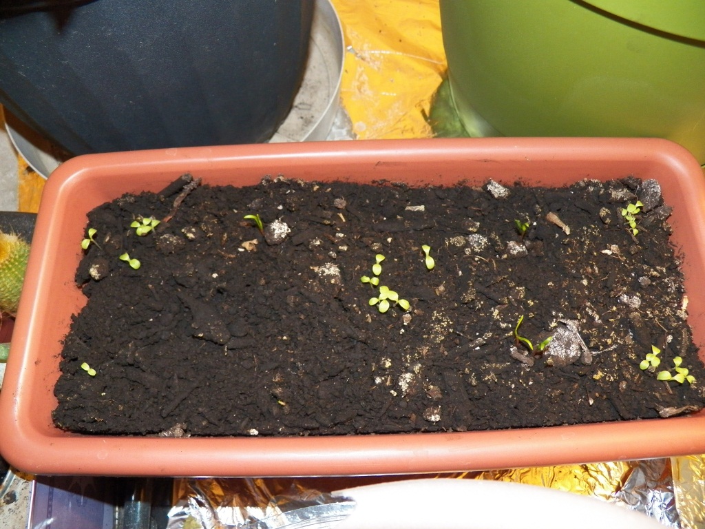 Lettuce-Spinach.JPG