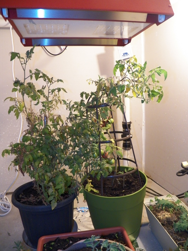 OutdoorToms.JPG