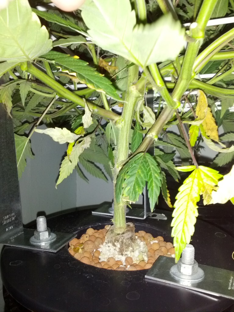 IMG_20130210_164831.jpg