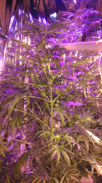 13 plant.jpg