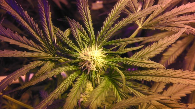 Bud.jpg