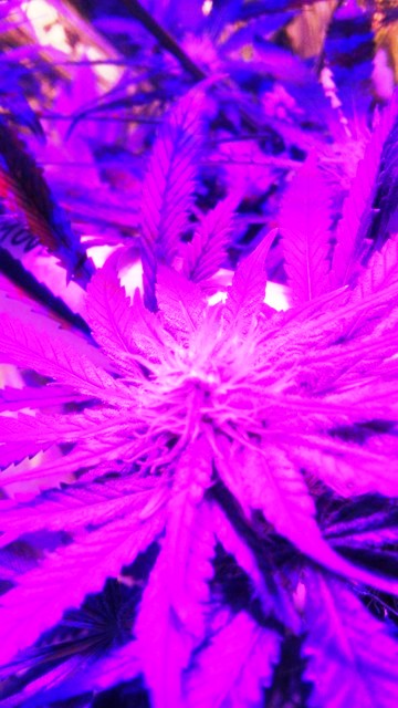 IMAG0796.jpg