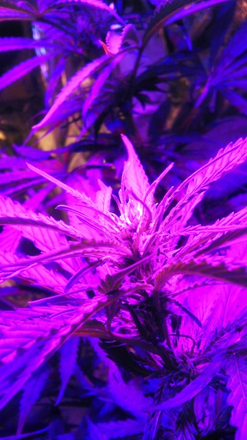 IMAG0797.jpg