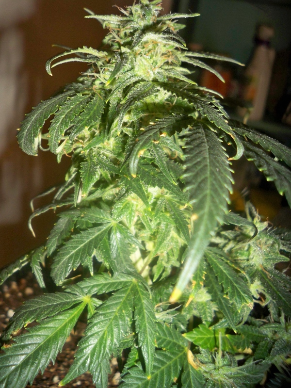 100_3324 (600x800).jpg