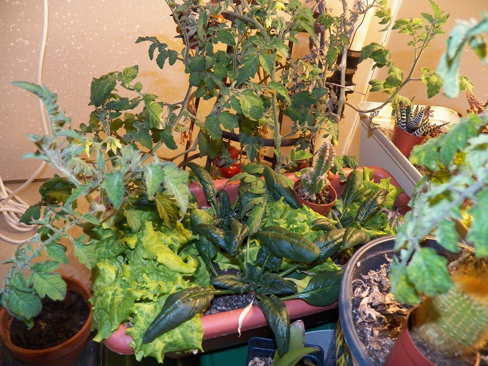 100_1074.JPG