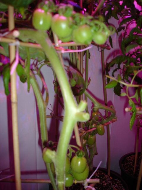 DSC09147 (480x640).jpg