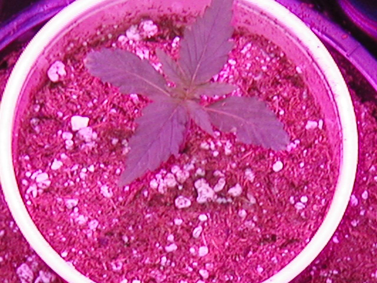 GFP pics 004.jpg