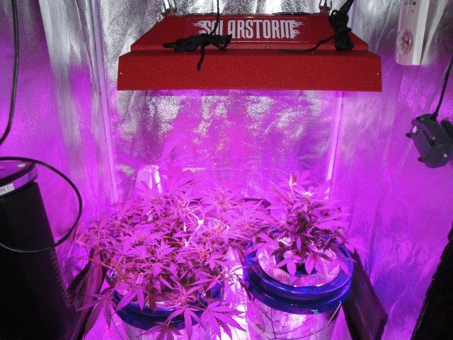 auto_3-25-13_haze & white cheese_D40_1.jpg