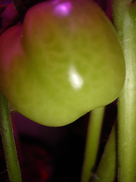 DSC09206 (480x640).jpg
