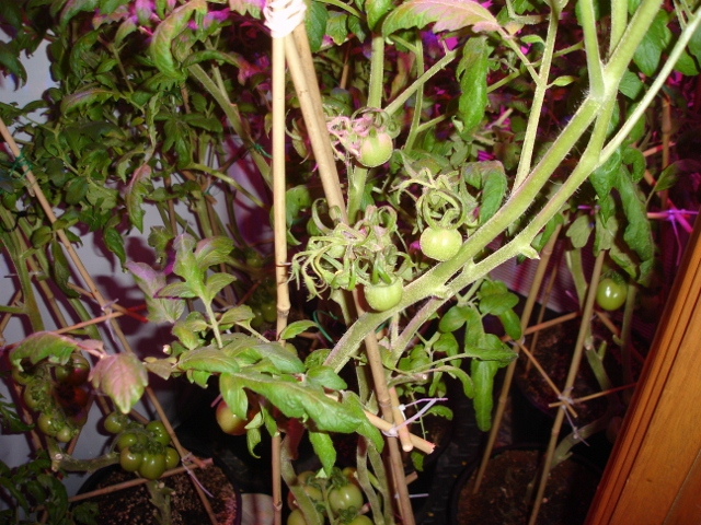 DSC09215 (640x480).jpg