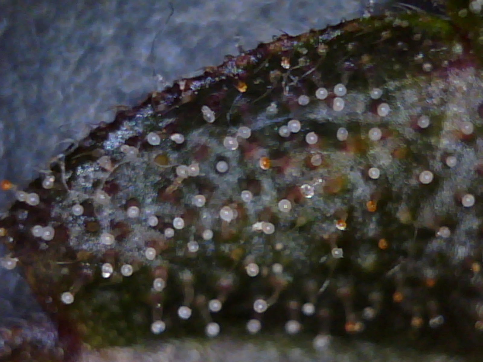 anna_haze_trichs_4-3-13_7.jpg