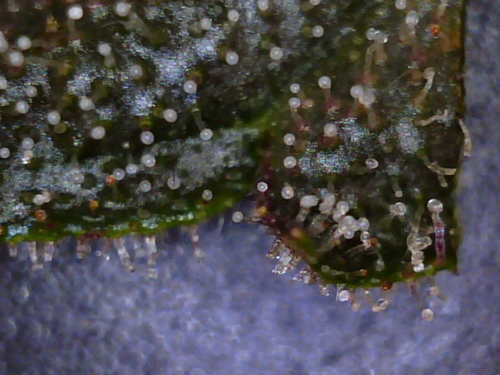 anna_haze_trichs_4-3-13_8.jpg