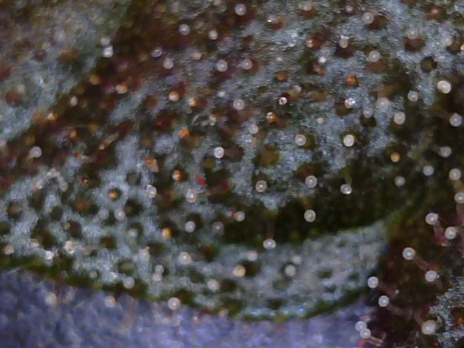 anna_haze_trichs_4-3-13_9.jpg