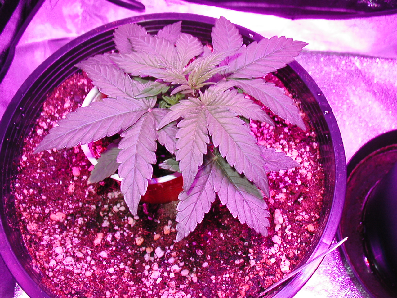 GFP pics 005.jpg