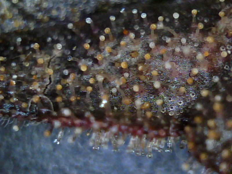 auto_white cheese_trichs_4_chop-11-13_1.jpg