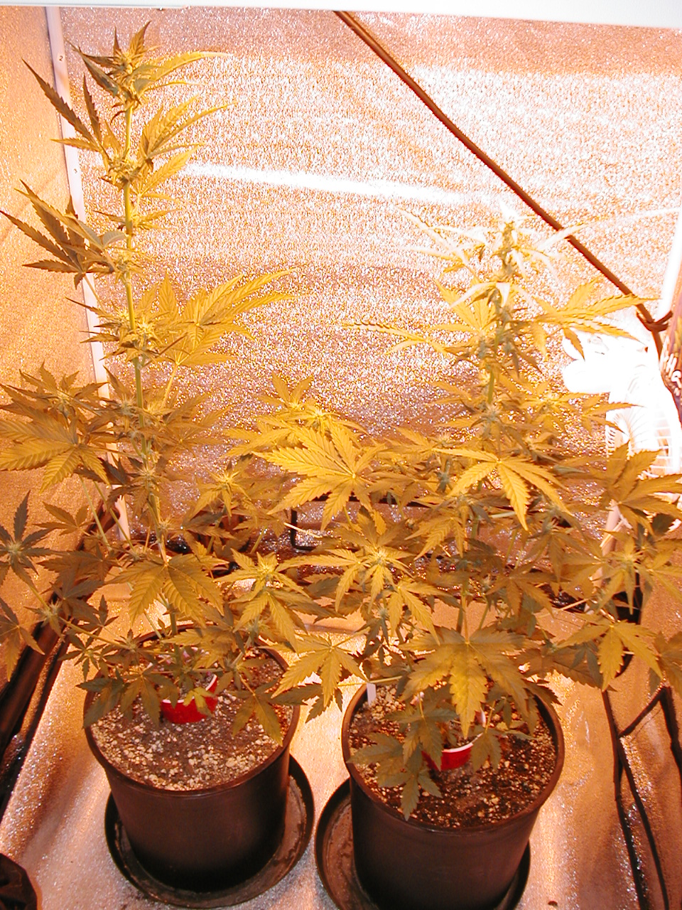 GFP pics 008.jpg