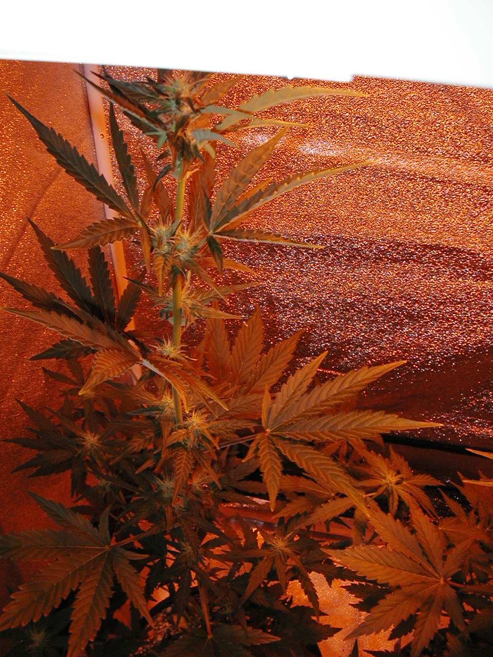 GFP pics 009.jpg