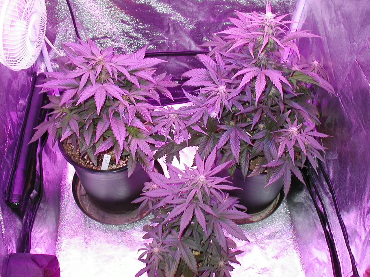 GFP pics 011.jpg