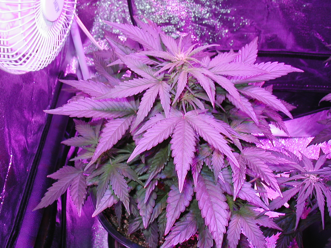 GFP pics 012.jpg