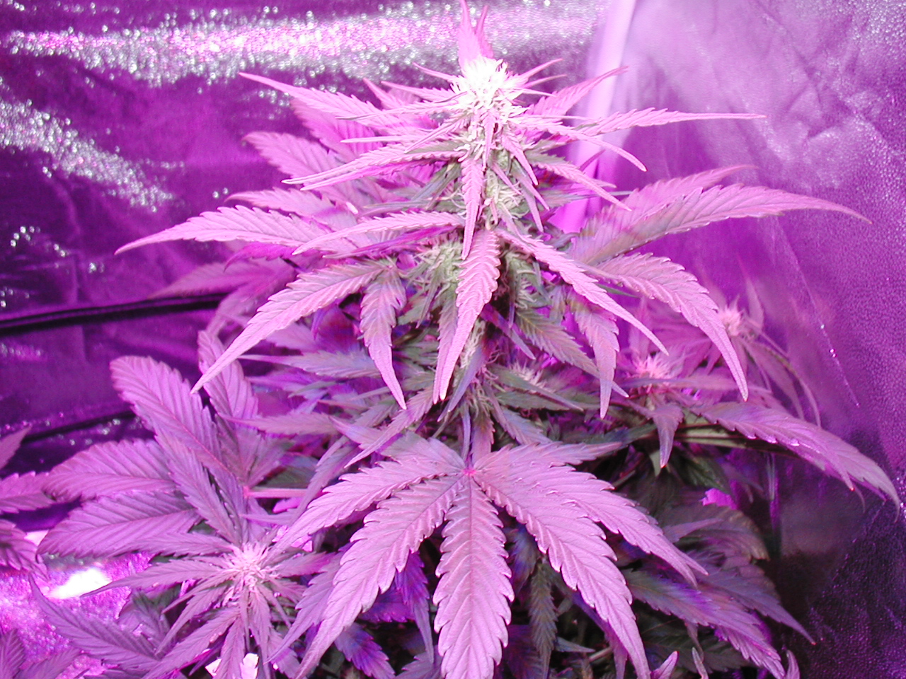 GFP pics 013.jpg