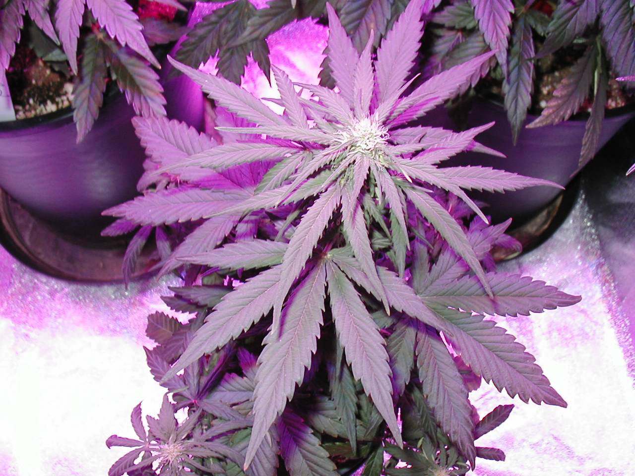 GFP pics 014.jpg