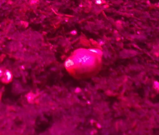 Day 4 - Purple Cheese Number 4, finally born..JPG