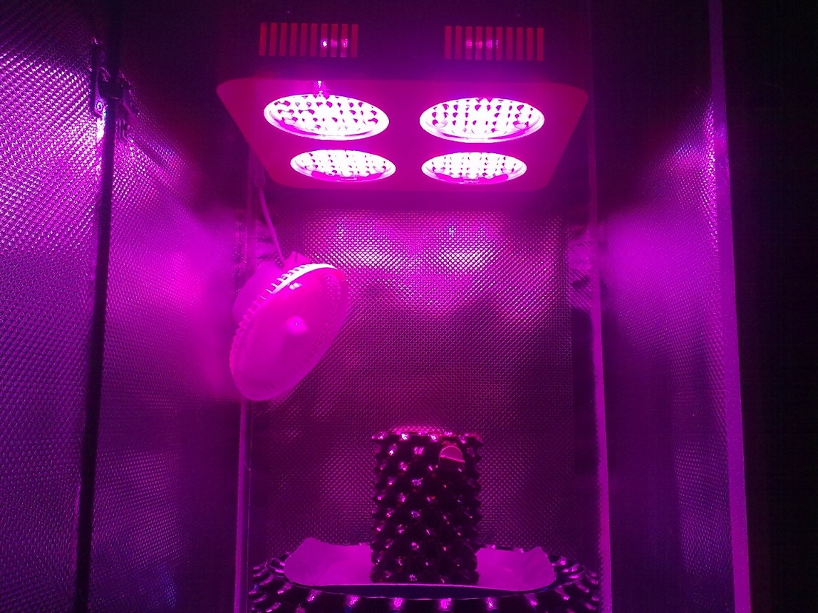 Photon Pro 4 BlackJack Auto Grow. Start (9).jpg