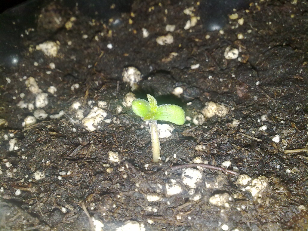 Photon Pro 4 BlackJack Auto Grow. Seed Popped Through 1 (2).jpg