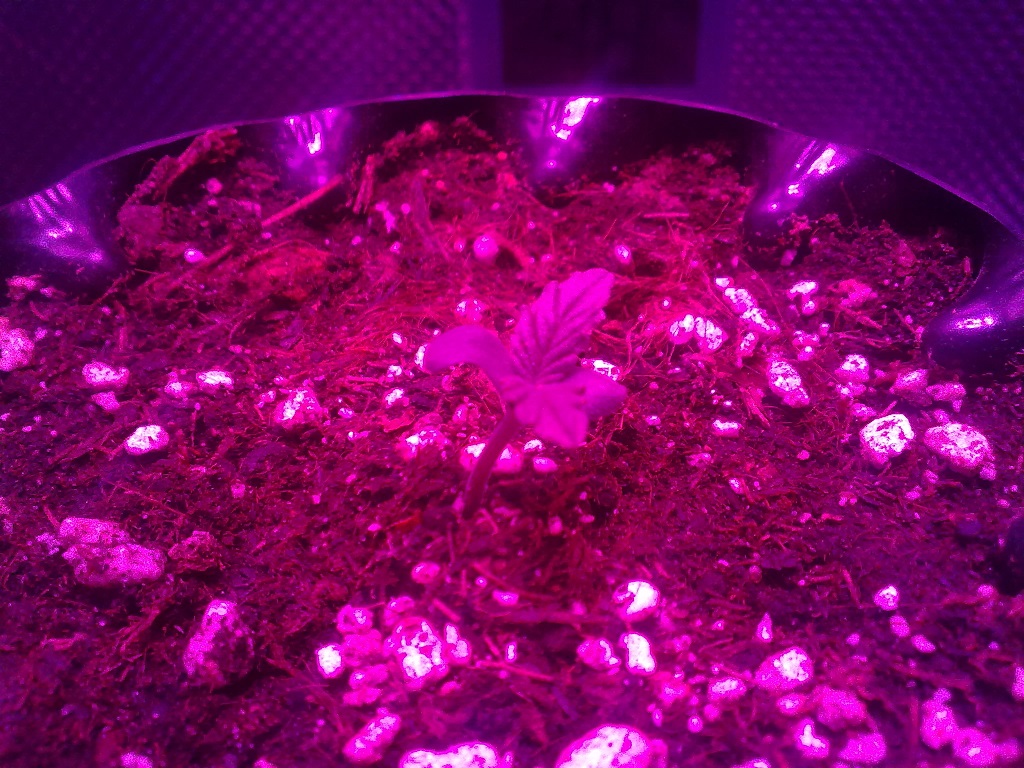 Photon Pro 4 BlackJack Auto Grow Day 4 (2).jpg