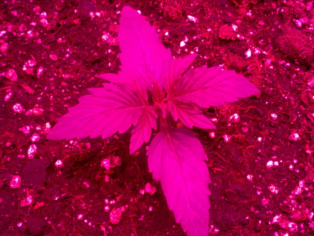 1 Week old  day 7 (2).jpg