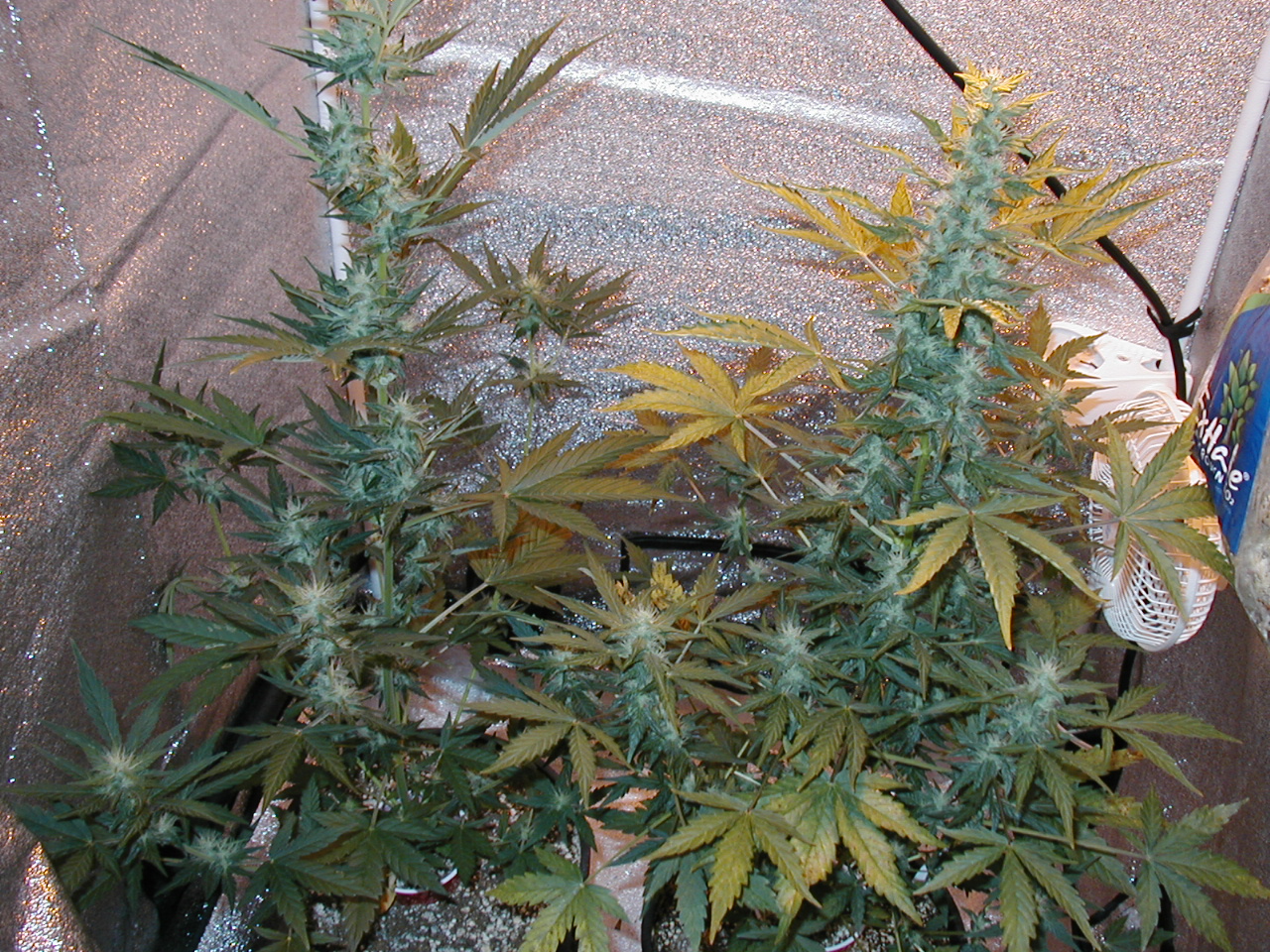GFP pics 001.jpg