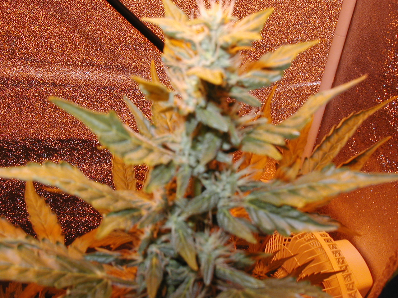 GFP pics 003.jpg