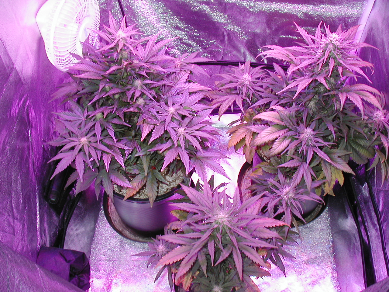 GFP pics 004.jpg