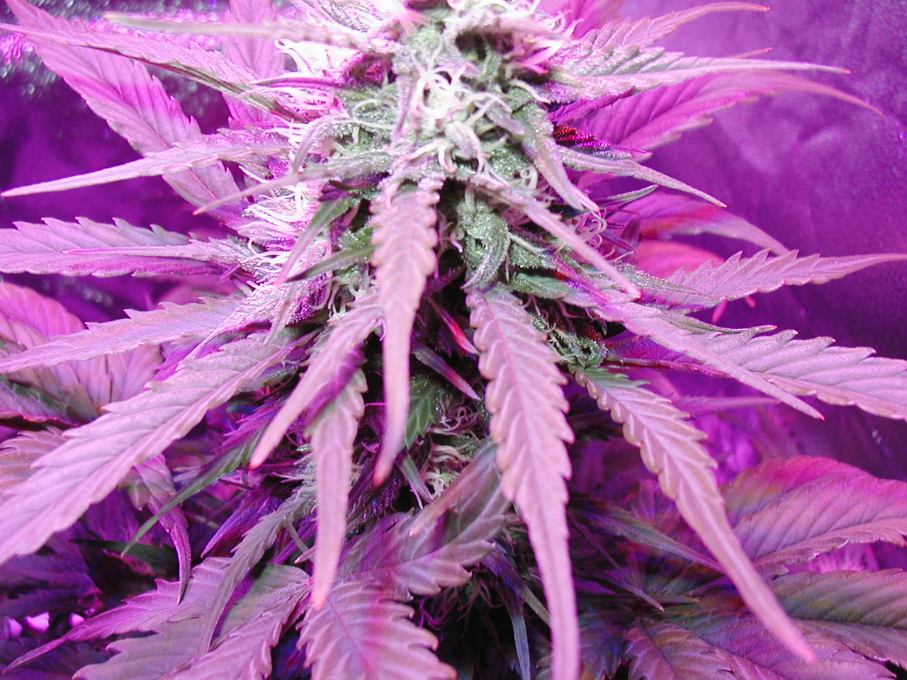 GFP pics 005.jpg