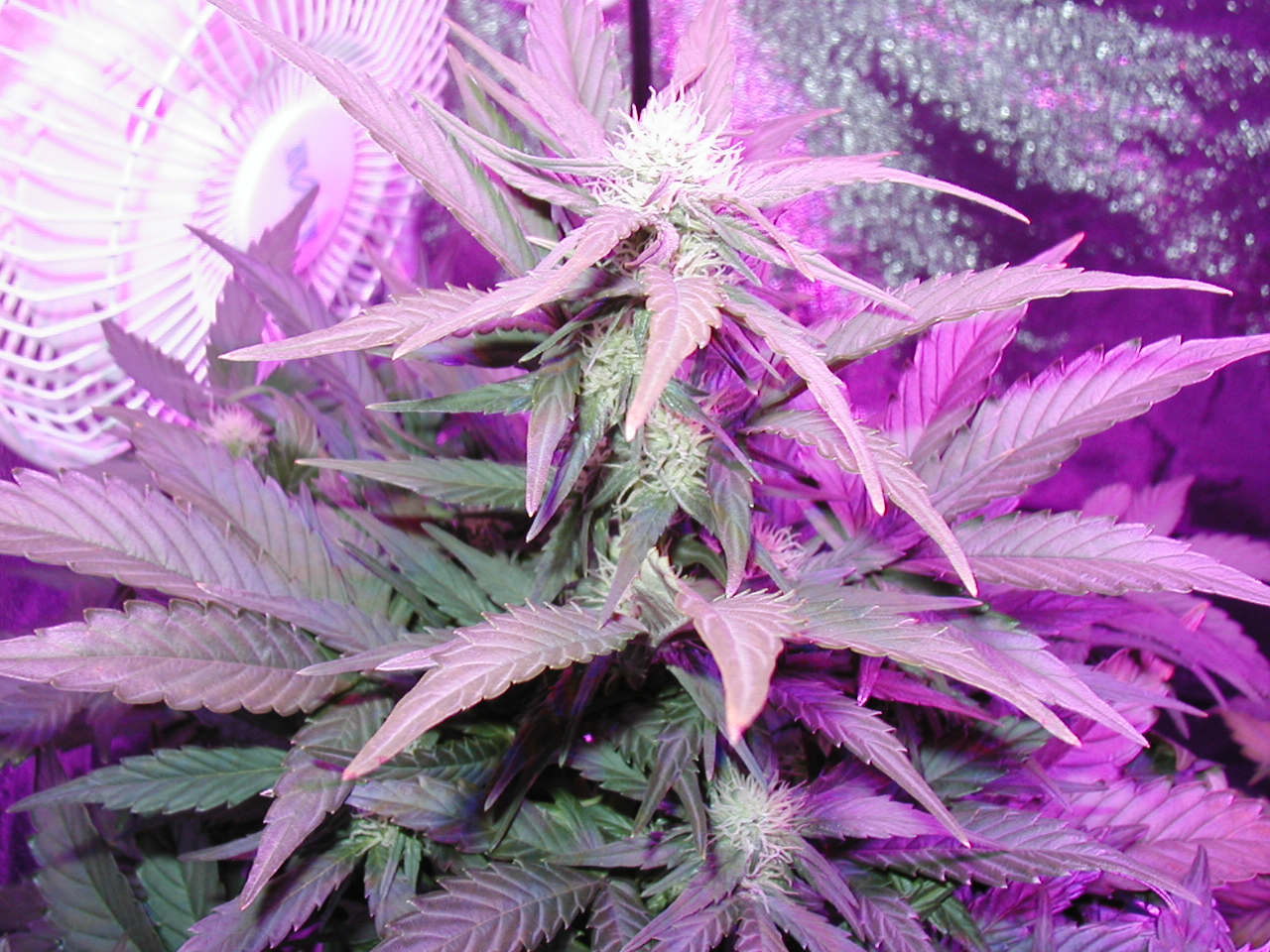 GFP pics 006.jpg