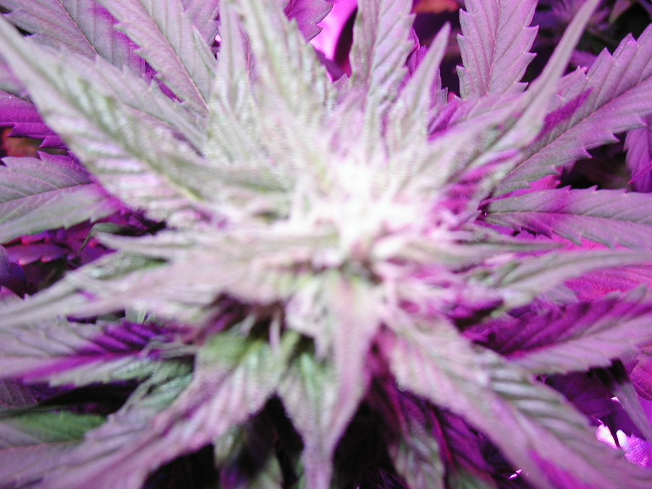 GFP pics 008.jpg