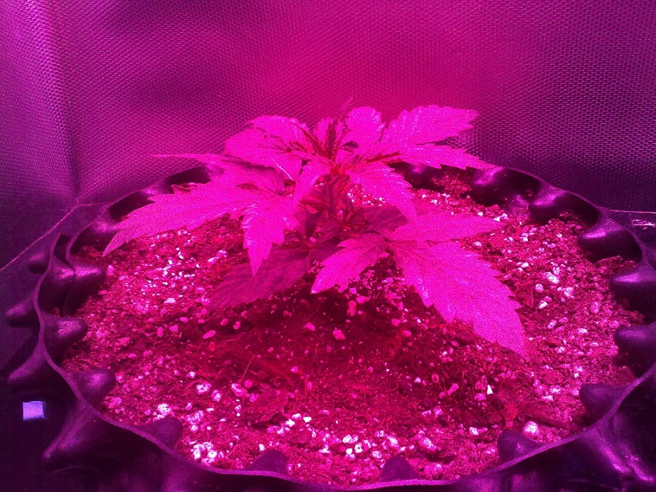 Purple Lady 1 Day 14.jpg